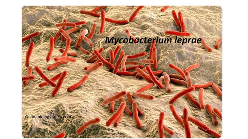 Hình ảnh minh họa vi khuẩn Mycobacterium leprae